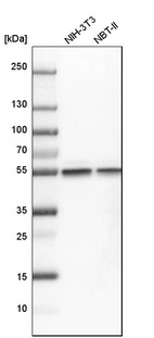Western blot analysis in mouse cell line NIH-3T3 and rat cell line NBT-II.