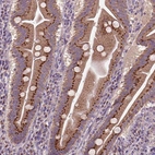 Immunohistochemical staining of human small intestine shows strong positivity in cytoplasm granular in glandular cells.
