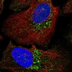 Immunofluorescent staining of human cell line U-2 OS shows localization to mitochondria.