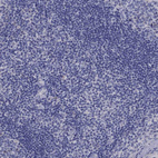 Immunohistochemical staining of human tonsil tissue shows no positivity in non-germinal center cells as expected.