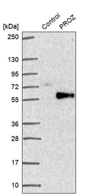 Western blot analysis in control (vector only transfected HEK293T lysate) and PROZ over-expression lysate (Co-expressed with a C-terminal myc-DDK tag (~3.1 kDa) in mammalian HEK293T cells, LY401283).