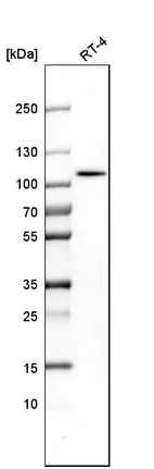 Anti-ALDH1L1 Antibody