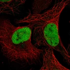 Immunofluorescent staining of human cell line U-2 OS shows localization to nucleoplasm.