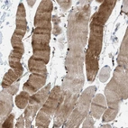 Immunohistochemical staining of human skeletal muscle shows moderate cytoplasmic positivity in myocytes.