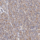 Immunohistochemical staining of human pancreas shows moderate cytoplasmic/cytoplasmic granular positivity in exocrine glandular cells.