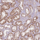Immunohistochemical staining of human kidney shows strong cytoplasmic/cytoplasmic granular positivity in cells in tubules.