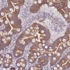 Immunohistochemical staining of human duodenum shows strong cytoplasmic /cytoplasmic granular positivity in glandular cells.