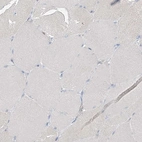 Immunohistochemical staining of human skeletal muscle shows no positivity in myocytes.