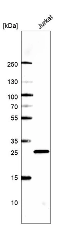 Western blot analysis in human cell line Jurkat.
