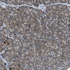 Immunohistochemical staining of human pancreas shows moderate cytoplasmic positivity in exocrine glandular cells.