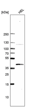 Western blot analysis in human cell line HEL.