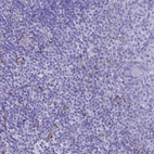 Immunohistochemical staining of human lymphoid tissues shows no positivity in non-germinal center cells, show weak positivity in subset of endothelial cells.
