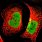 Immunofluorescent staining of human cell line U-2 OS shows localization to nucleoplasm.