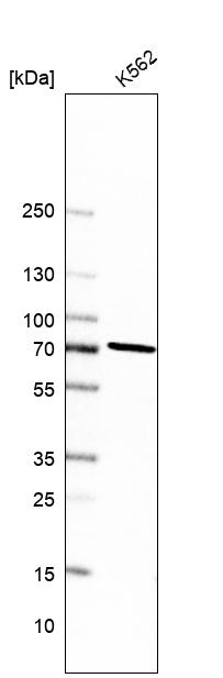 Anti-PREP Antibody