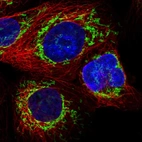 Immunofluorescent staining of human cell line A-431 shows localization to mitochondria.
