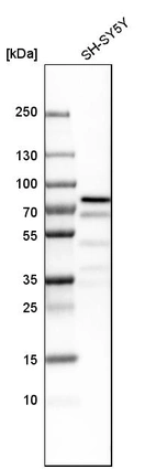 Western blot analysis in human cell line SH-SY5Y.