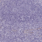 Immunohistochemical staining of human tonsil tissue shows no positivity in non-germinal center cells.
