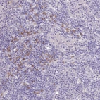 Immunohistochemical staining of human lymph node shows moderate cytoplasmic positivity in non-germinal center cells.