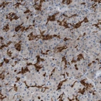Immunohistochemical staining of human pancreas shows strong cytoplasmic positivity in exocrine glandular cells.