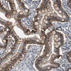 Immunohistochemical staining of human small intestine shows strong cytoplasmic positivity in glandular cells.