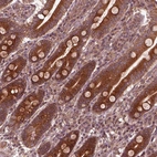 Immunohistochemical staining of human small intestine shows strong cytoplasmic positivity in glandular cells.