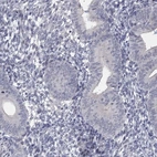 Immunohistochemical staining of human endometrium shows no cytoplasmic positivity in glandular cells as expected.