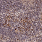 Immunohistochemical staining of human lymph node shows strong cytoplasmic positivity in non-germinal center cells.