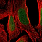 Immunofluorescent staining of human cell line U-2 OS shows localization to nucleoplasm.