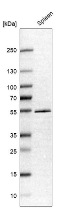 Western blot analysis in human spleen tissue.