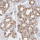 Immunohistochemical staining of human duodenum shows strong cytoplasmic/cytoplasmic granular positivity in glandular cells.