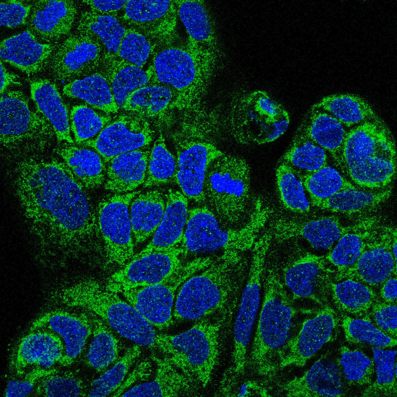 Anti-MAIP1 Antibody