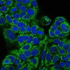 Anti-MAIP1 Antibody