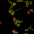 Anti-HOXC4 Antibody