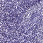 Immunohistochemical staining of human lymphoid tissues shows no positivity in non-germinal center cells.