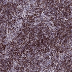 Immunohistochemical staining of human tonsil shows strong nuclear/nuclear membranous positivity in non-germinal center cells.