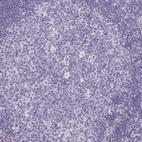 Immunohistochemical staining of human lymphoid tissues shows no positivity in germinal center cells.
