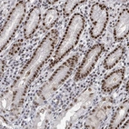 Immunohistochemical staining of human stomach shows strong nuclear positivity in glandular cells.
