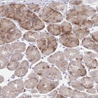 Immunohistochemical staining of human stomach shows strong cytoplasmic positivity in glandular cells.