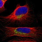 Immunofluorescent staining of human cell line U-2 OS shows localization to mitochondria.