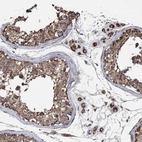 Immunohistochemical staining of human testis shows strong positivity in cytoplasm granular in cells in seminiferous ducts and Leydig cells.