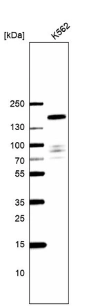Western blot analysis in human cell line K562.