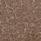 Immunohistochemical staining of human pancreas shows strong cytoplasmic positivity in exocrine glandular cells.
