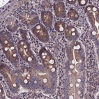 Immunohistochemical staining of human small intestine shows strong granular cytoplasmic positivity in glandular cells.