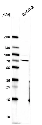 Western blot analysis in human cell line CACO-2.