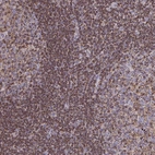 Immunohistochemical staining of human lymph node shows strong granular cytoplasmic positivity in non-germinal center cells.