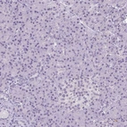 Immunohistochemical staining of human pancreas shows no cytoplasmic positivity in exocrine glandular cells as expected.