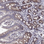 Immunohistochemical staining of human duodenum shows moderate cytoplasmic positivity in glandular cells and lymphoid cells.
