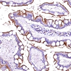 Immunohistochemical staining of human small intestine shows strong membranous positivity in glandular cells.