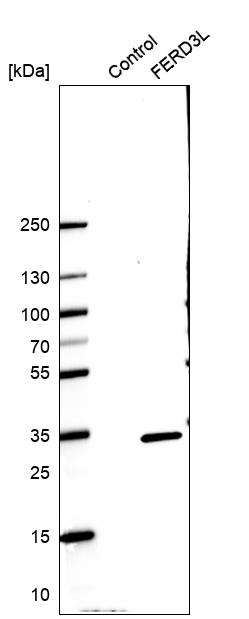 Anti-FERD3L Antibody