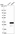Anti-FERD3L Antibody